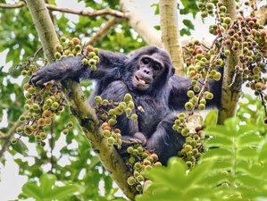 6 Day Chimpanzee and Golden Monkey Safari Tour in Rwanda 