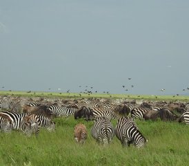 614 Tage A-Fly-In Luxus-Safari in Tansania – Von der Wildnis nach Sansibar - Photo 1
