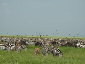 14 Day A-Fly-In Luxury Tanzania Safari from Wilderness to Zanzibar