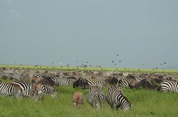 14 jours safari de luxe en Tanzanie en avion, de la brousse à Zanzibar, Tanzanie