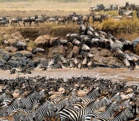 38-Daagse Gnoemigratie Safari Avonturen in Masai Mara, Kenia - Photo 1