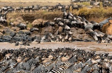 8-Daagse Gnoemigratie Safari Avonturen in Masai Mara, Kenia