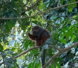 6-Daagse Onvergetelijke Amazone Reis in het Cuyabeno Wildlife Reserve Ecuador - Photo 5