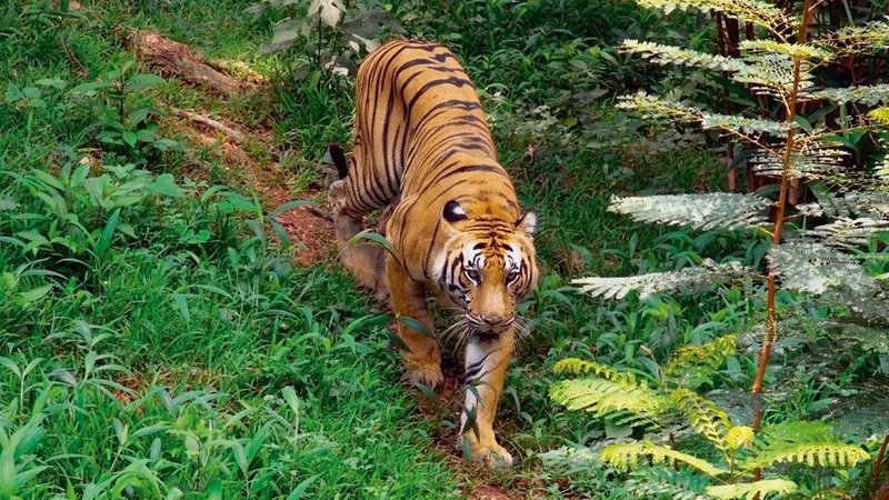 5 Days Budget Safari in Periyar Tiger Reserve, India 