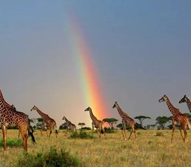 6 jours en stage de safari en Tanzanie au parc national de Tarangire, au parc national du Serengeti et au cratère du Ngorongoro - Photo 4