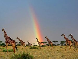 6 Day Tanzania Safari Tour: Tarangire National Park, Serengeti National Park, and Ngorongoro Crater