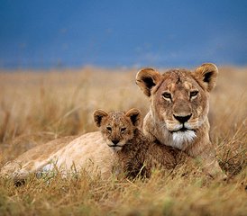 10 días de increíble safari en grupo en Tanzania - Photo 2