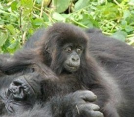 5-Daagse Gorilla en Chimpansee Safari in Oeganda - Photo 3