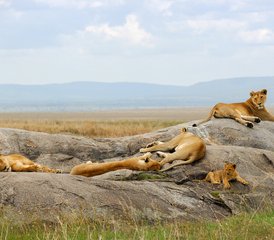 103 Day Masai Mara Safari in Kenya - Photo 1