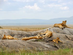 3 Jours De Safari Au Masai Mara, Kenya