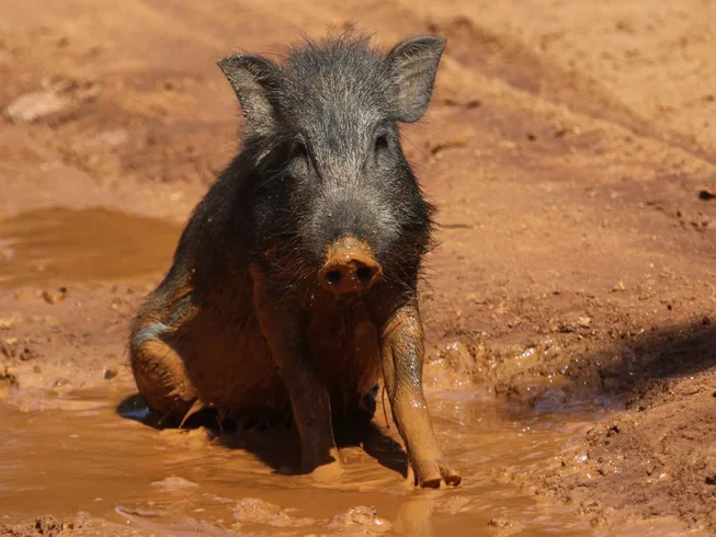 7 Day Guided Motorcycle Tour with Wildlife Experience and Historical Sites in Sri Lanka photo 10