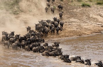 9 Tage Große Gnu-Wanderung und Heißluftballon Safari in Tansania