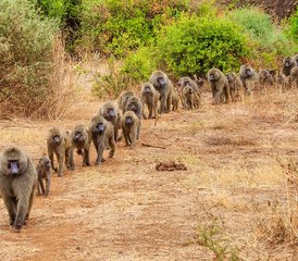 5 días de safari de acampada en el lago Manyara, Ngorongoro y Serengeti, Tanzania - Photo 5