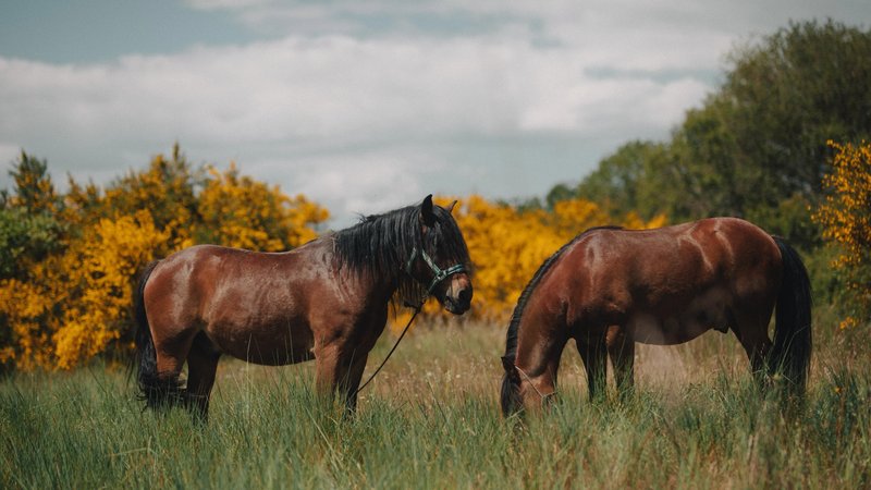 7 Tage Galizien Reiterlebnis: Reiten im Land der Wildpferde in Baiona, Spanien