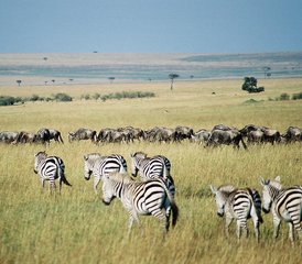 4-Daagse Budget Safari in Serengeti National Park en Ngorongoro Crater, Tanzania - Photo 3