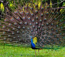 3 Tage Camping Safari im Yala Nationalpark in der Provinz Uva, Sri Lanka - Photo 3