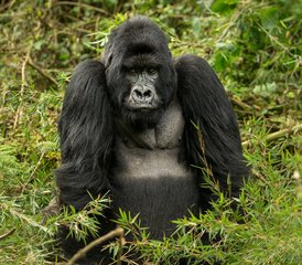3 Tage Gorilla-Trekking-Expedition Volcanoes National Park, Ruanda - Photo 3