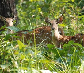 7 jours en stage de safari animalier dans le parc national de Shuklaphanta, Népal - Photo 5