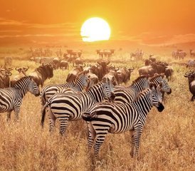 116 jours safari Best of Kenya et Tanzanie – découverte de la faune et de la culture de l’Afrique de l’Est - Photo 1