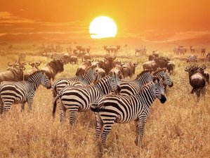 6 Day The Best of Kenya and Tanzania Safari - Explore East Africa’s Wildlife and Culture