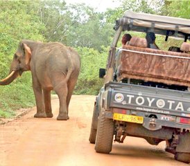 3-Daagse Wildlife-ervaring met Fietsen in Yala National Park, Sri Lanka - Photo 3