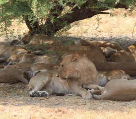 3-Daagse Spannende Safari in Moremi Game Reserve, Botswana - Photo 5