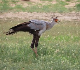 8 jours safari dans le Kalahari avec conduite autonome guidée de catégorie intermédiaire, Afrique du Sud - Photo 2