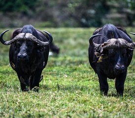 4 jours safari à Tarangire, Serengeti et cratère du Ngorongoro, Tanzanie - Photo 2