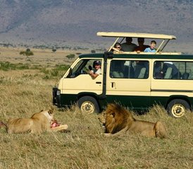 55 jours en stage de safari animalier au Masai Mara, au lac Nakuru, à Hell's Gate et au lac Naivasha, au Kenya - Photo 1