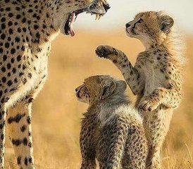10 jours en stage de safari en famille au Kenya et en Tanzanie - Photo 3