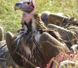 3 Tage Budget-Gruppensafari im Serengeti-Nationalpark und am Ngorongoro-Krater, Tansania - Photo 4