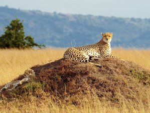 4 Day Nakuru and Masai Mara Safari Tour in Kenya