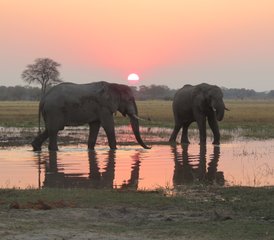 6-Daagse Spannende Safari in Botswana  - Photo 5