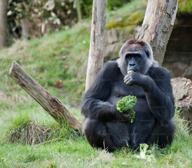 3 Tage Uganda Safari mit Gorillatrekking im Bwindi Impenetrable Nationalpark - Photo 3