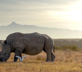105 días de safari de vida silvestre en Tanzania: lago Manyara, Serengueti y cráter Ngorongoro - Photo 1