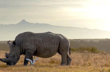 5 Day Wildlife Safari in Tanzania: Lake Manyara, Serengeti, Ngorongoro Crater