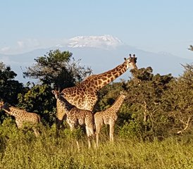 13 días de safari y yoga en Tarangire, Ngorongoro y la isla de Zanzíbar - Photo 5