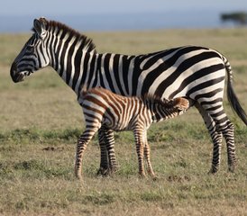 3 Tage Private Safari in Tansania: Erkunden Sie Tarangire, den Manyara-See und den Ngorongoro-Krater - Photo 2