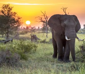 35-Daagse Luxe Safari Om De ‘big Five’ Te Ontdekken in Het Kruger National Park, Zuid-Afrika - Photo 1