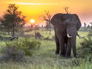5 Day South Africa's Big Five Deluxe Safari at Kruger National Park