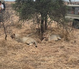 6 Tage Tansania-Safari im Mikumi-Nationalpark und Ruaha-Nationalpark - Photo 4
