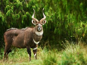4 Day Wild Wonders Hiking Tour: Discover The Biodiversity of Bale Mountains in Ethiopia