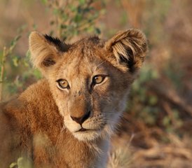 11 Tage Sambia Lodge- und Camping-Safari im Kafue-Nationalpark von Süd nach Nord - Photo 3
