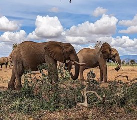 2 Tage geführte Safari im Tsavo East, Kenia ab Diani Beach - Photo 2