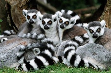 14 Day Lemur Safari in Madagascar