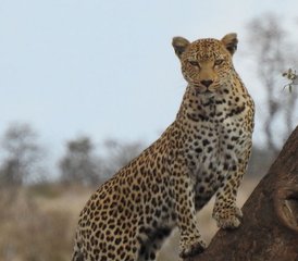 4 Tage Kruger-Nationalpark & Private Lodge Safari in Südafrika - Photo 2