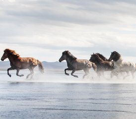 5 Day Trail of Hope Autumn Adventure Horse Riding Holiday in the Northwestern Region, Iceland - Photo 5