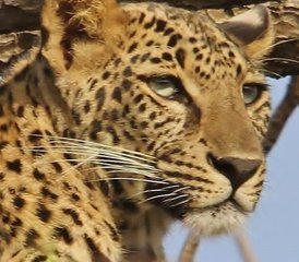 12 jours en stage d’expédition ultime sur la faune du léopard des neiges en Inde - Photo 4
