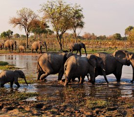 75-Daagse Mobiele Kampeersafari in Moremi Game Reserve en Chobe National Park in Botswana - Photo 1