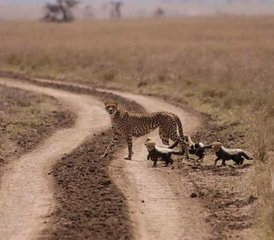 4-Daagse Tsavo East, Taita Hills En Amboseli Safari in Kenia - Photo 2